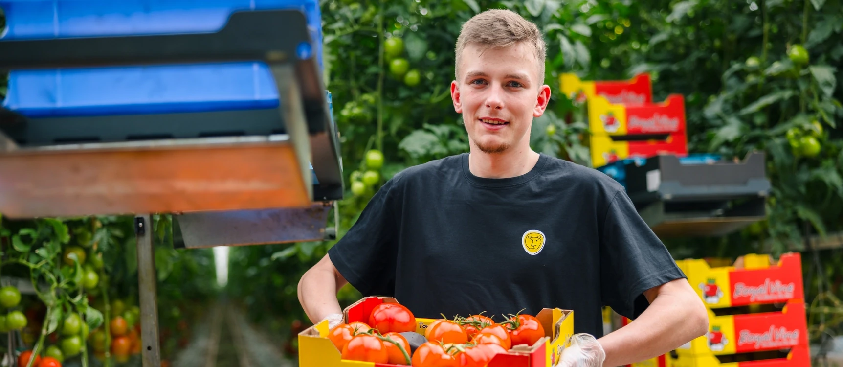 Tomato harvester