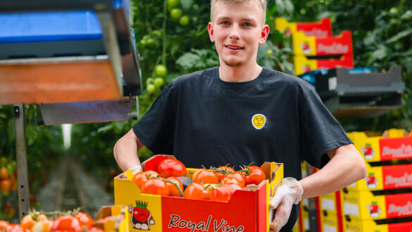 Tomato harvester
