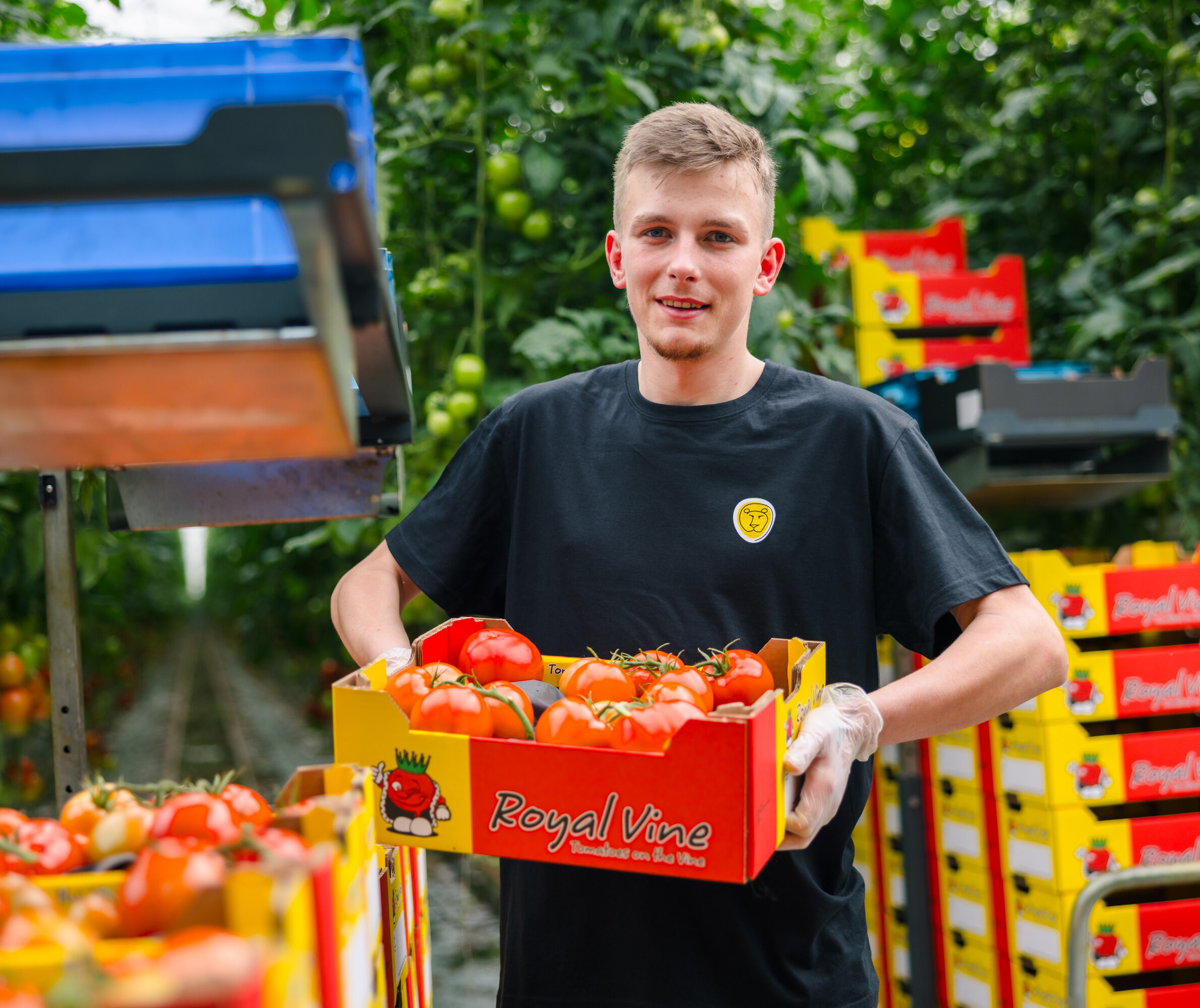 Tomato harvester
