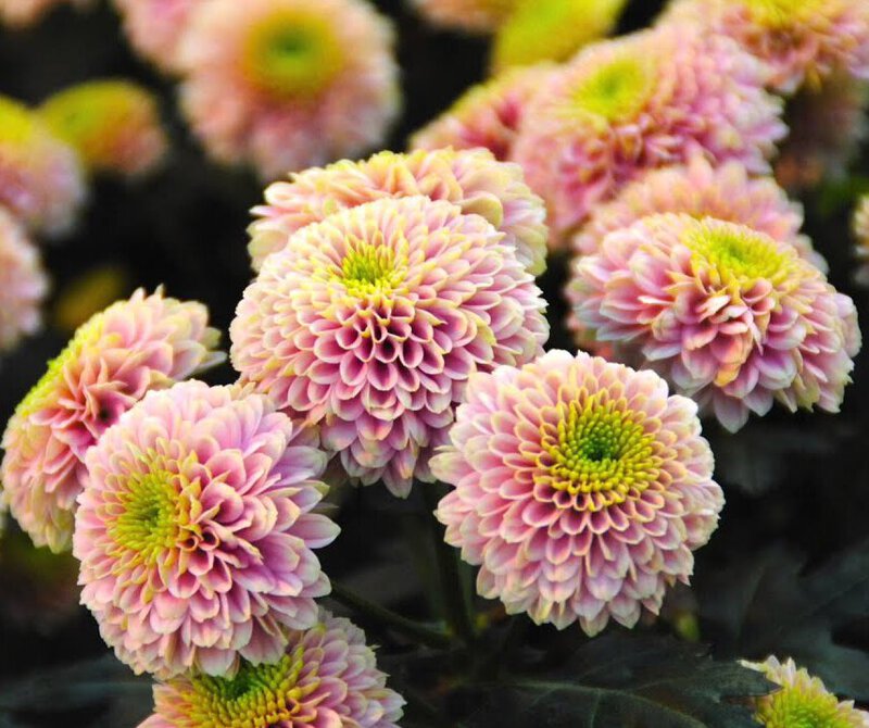 Dekker Chrysanten