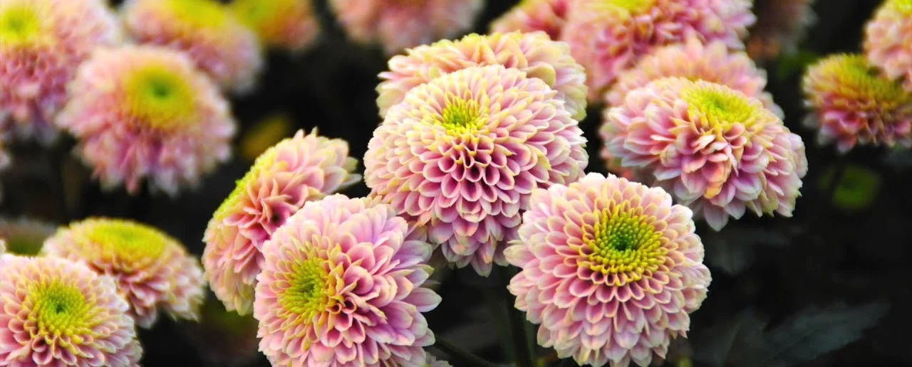 Dekker Chrysanten