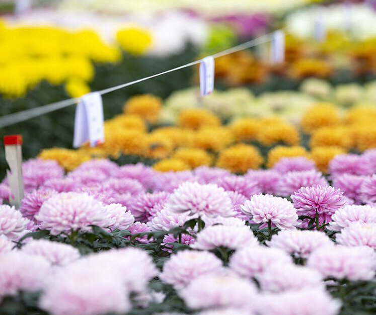 Deliflor