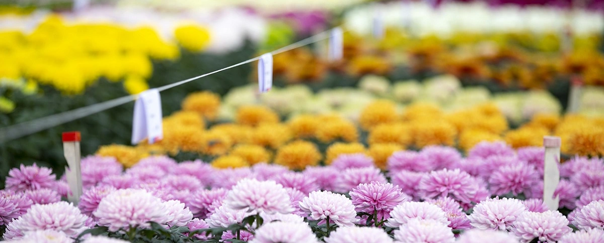 Deliflor