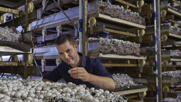 Koolen champignons